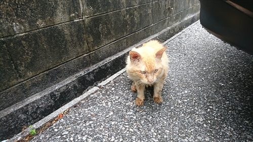 21日・トラが住みついちゃった・・・